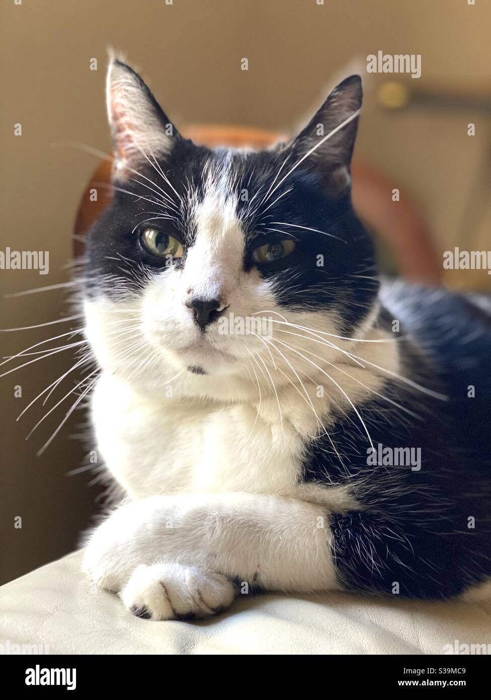 black and white cat Felix - Smartphone Captured Stock Image