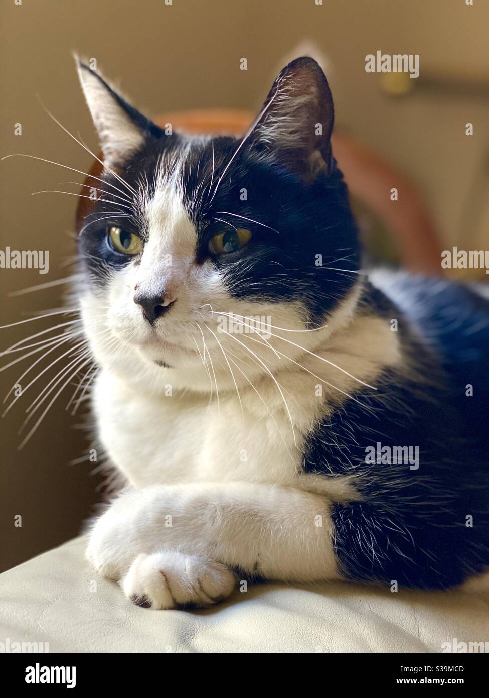 black and white cat Felix - Smartphone Captured Stock Image