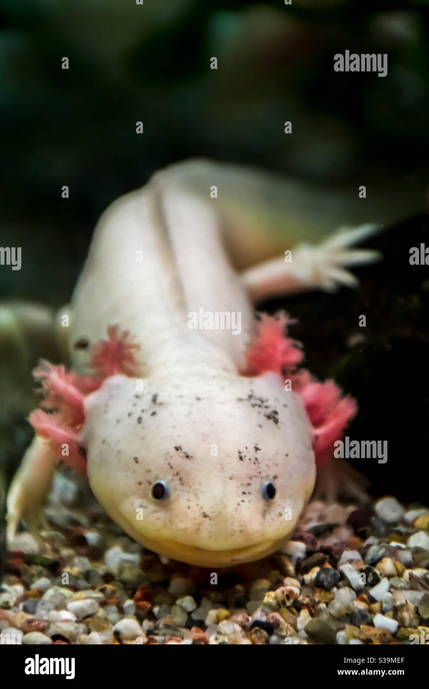 leucist axolotl called Ambystoma mexicanum with fine pink external gills and black round eyes Stock Photo