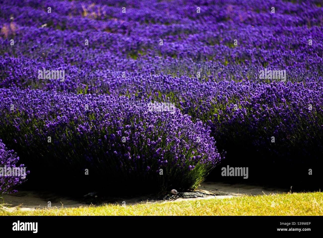 Rows of flowering lavender Stock Photo