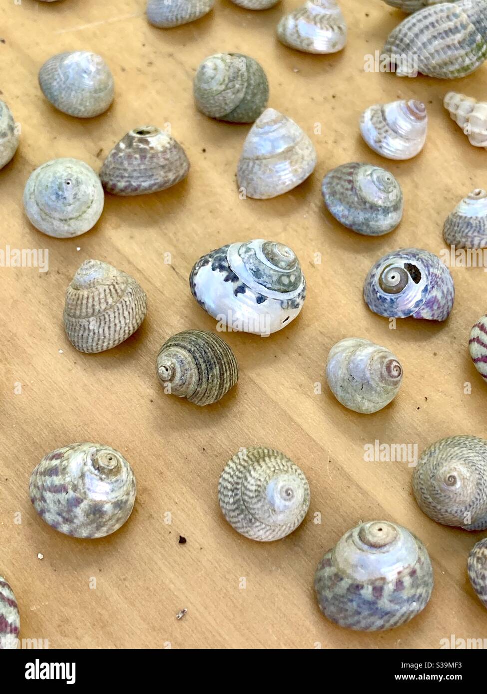 Sea shells, Top Button shells Stock Photo - Alamy