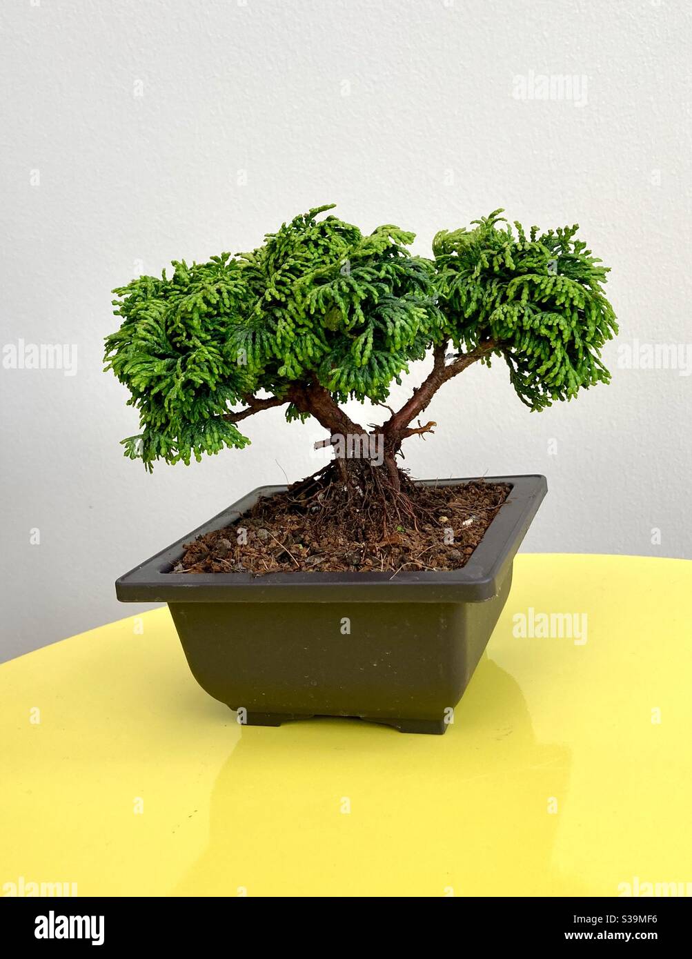 Small bonsai tree, Hinoki cypress Stock Photo