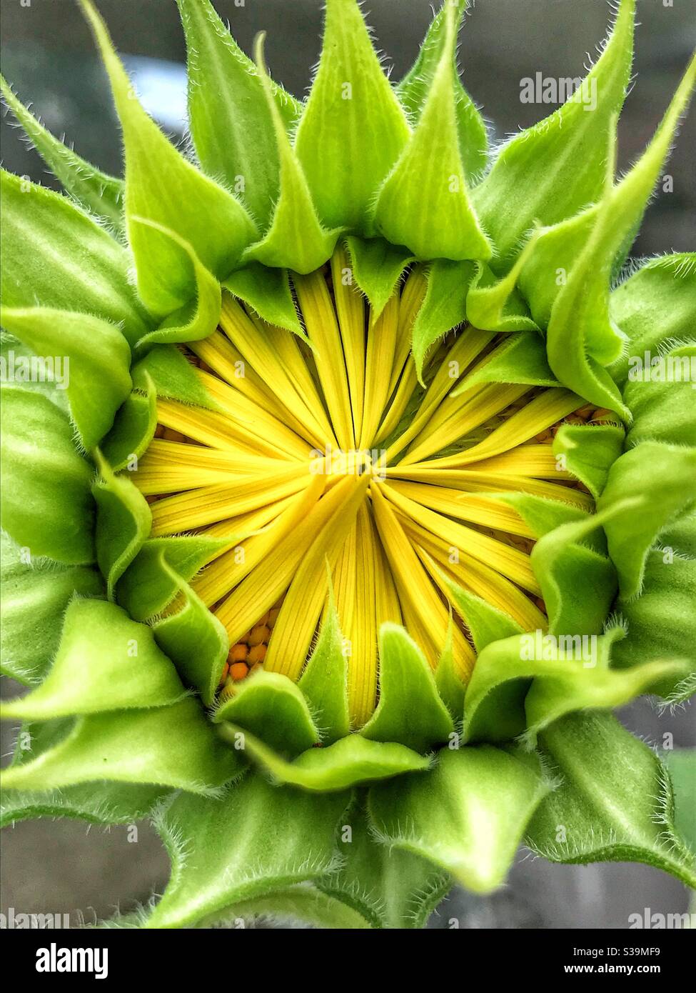 Sunflower just opening Stock Photo