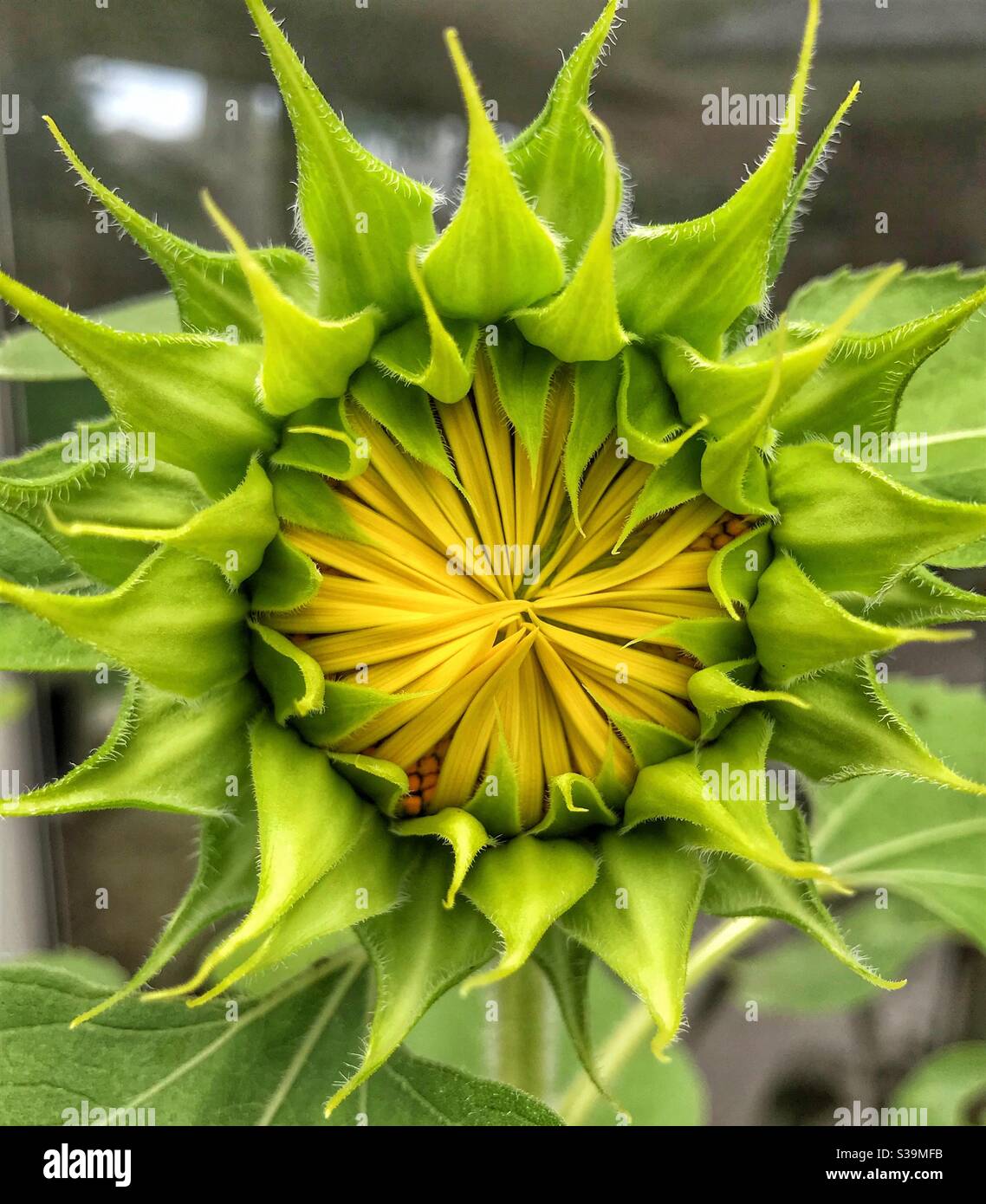 Sunflower just beginning to open - Smartphone Captured Stock Image