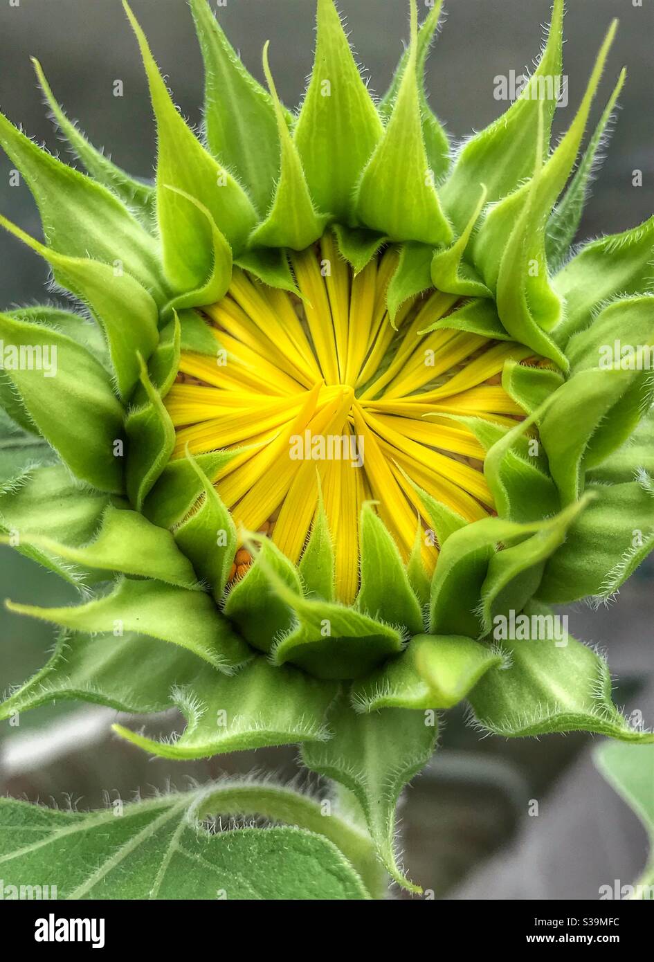 Sunflower just beginning to open Stock Photo
