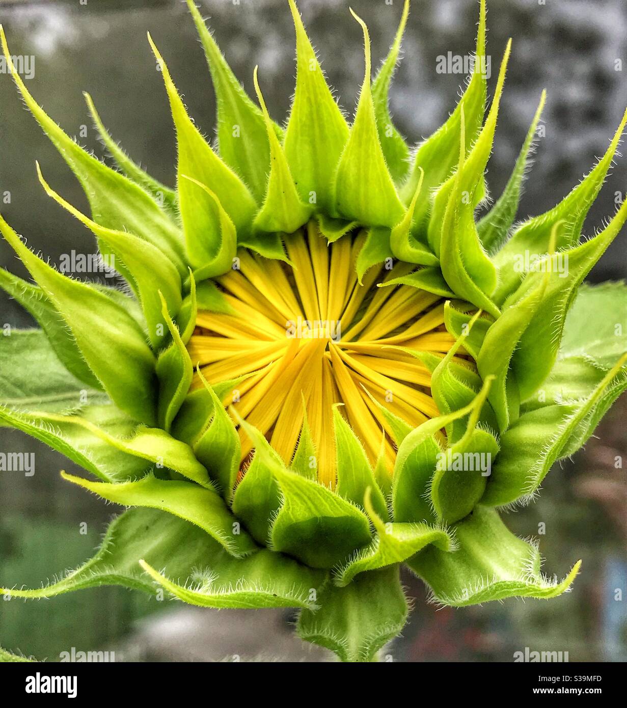 Sunflower just beginning to open - Smartphone Captured Stock Image