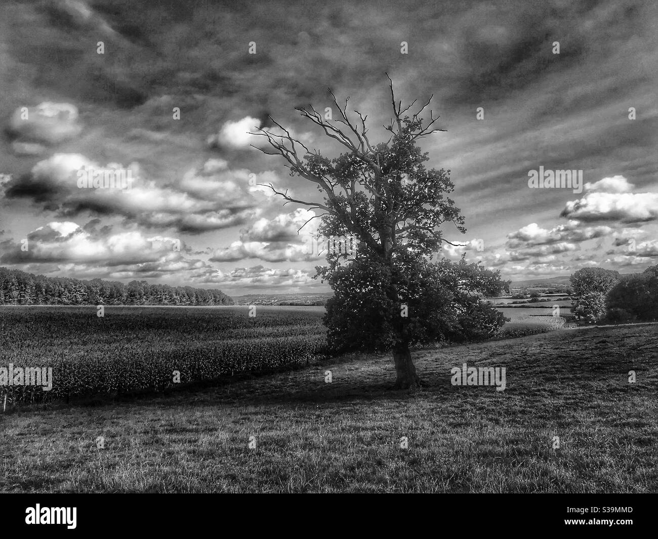 Black and white landscape - Smartphone Captured Stock Image