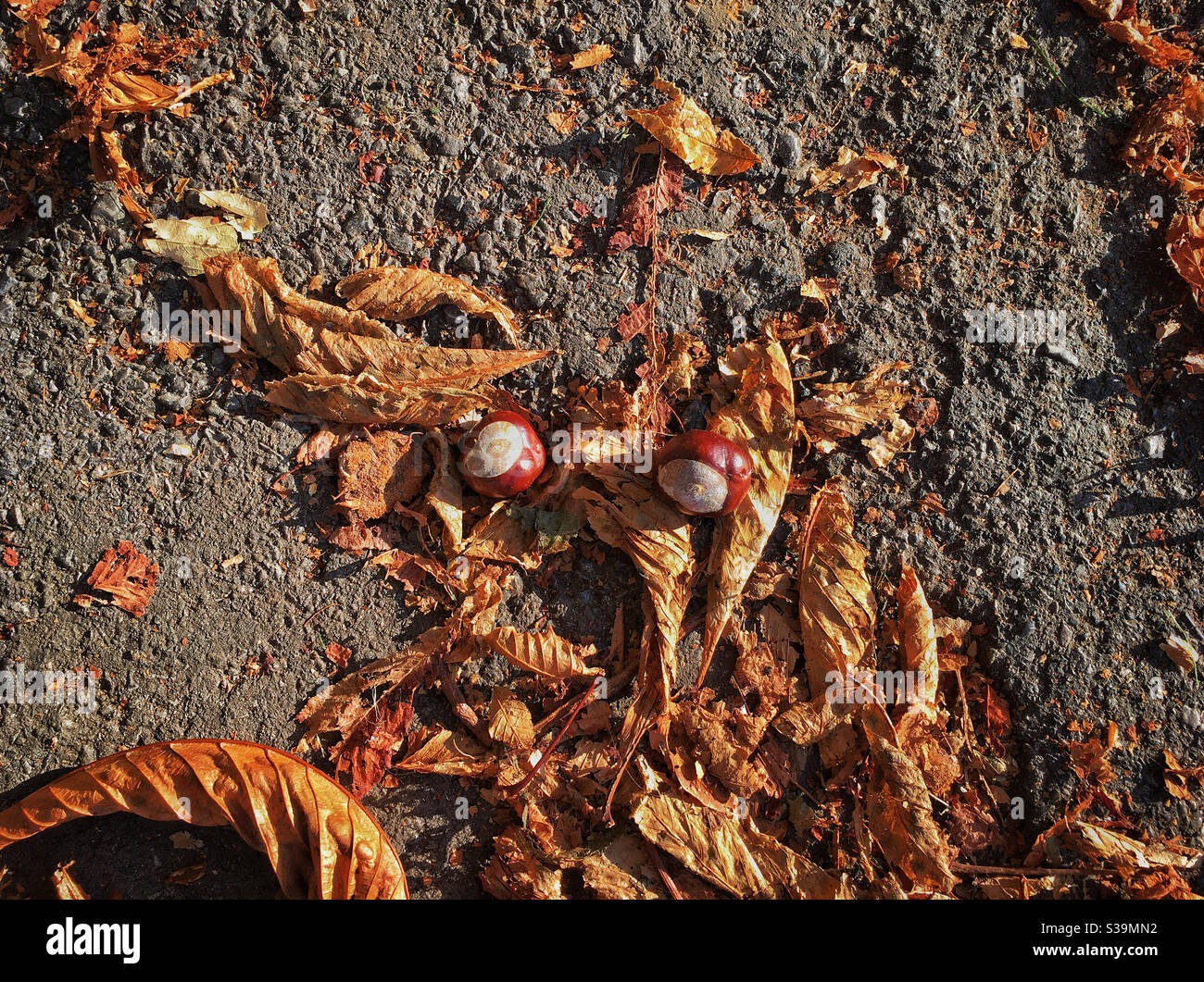 Two ripe conkers lying on the ground surrounded by dead horse chestnut leaves Stock Photo