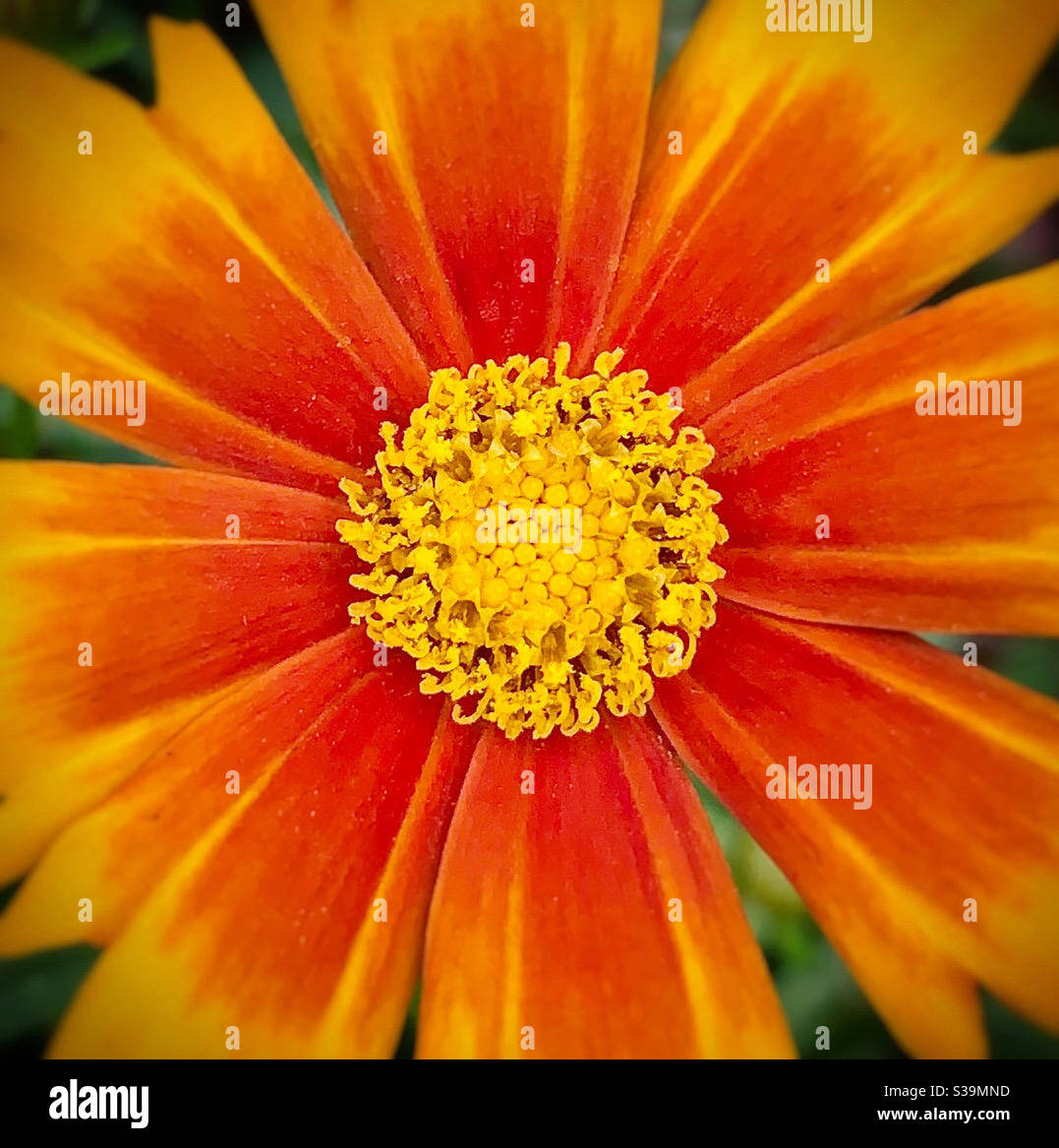 A close up of an orange & yellow Coreopsis (variety Arizona Sun) showing the detail in the stamens. Stock Photo