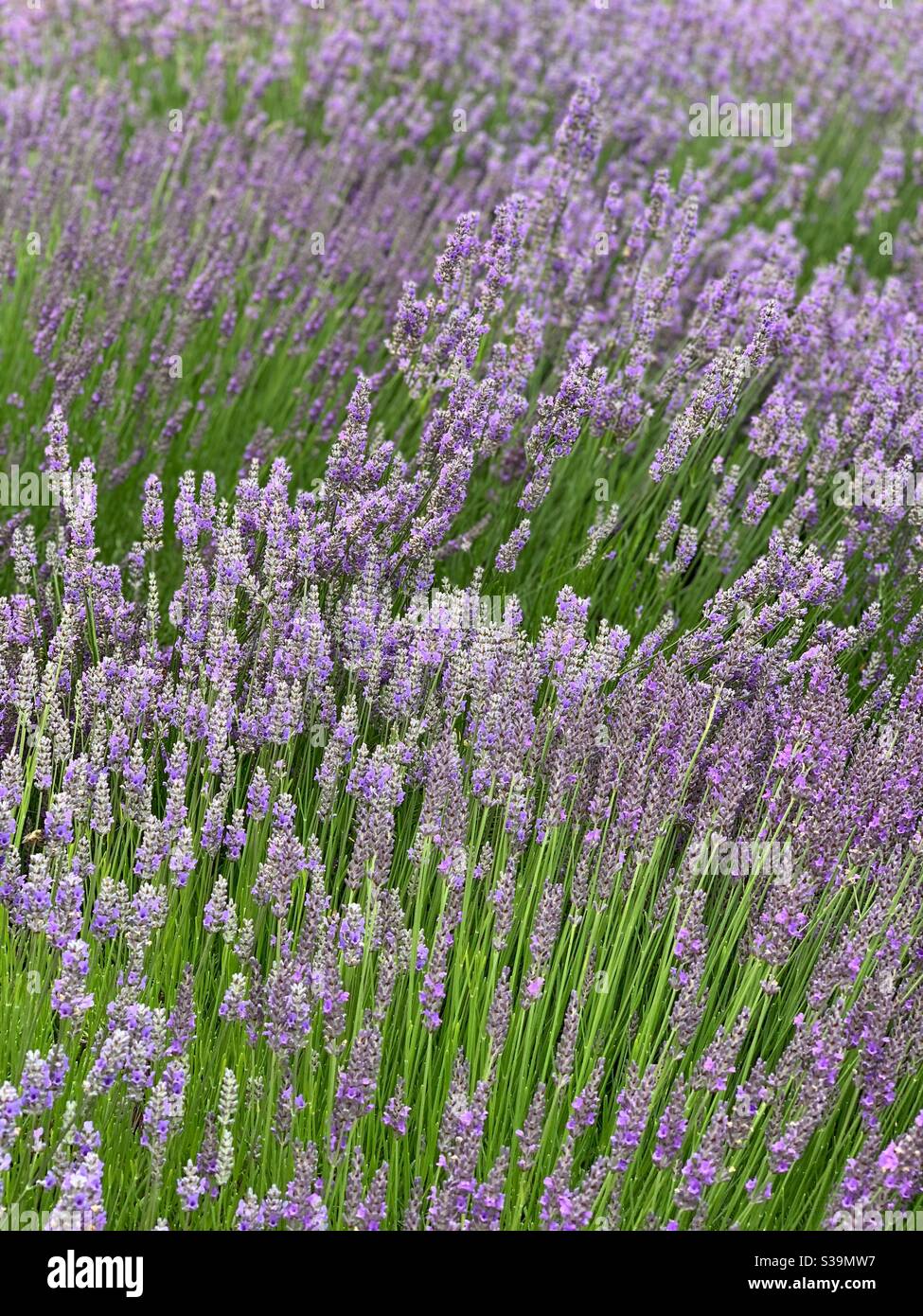Lavender in field - Smartphone Captured Stock Image