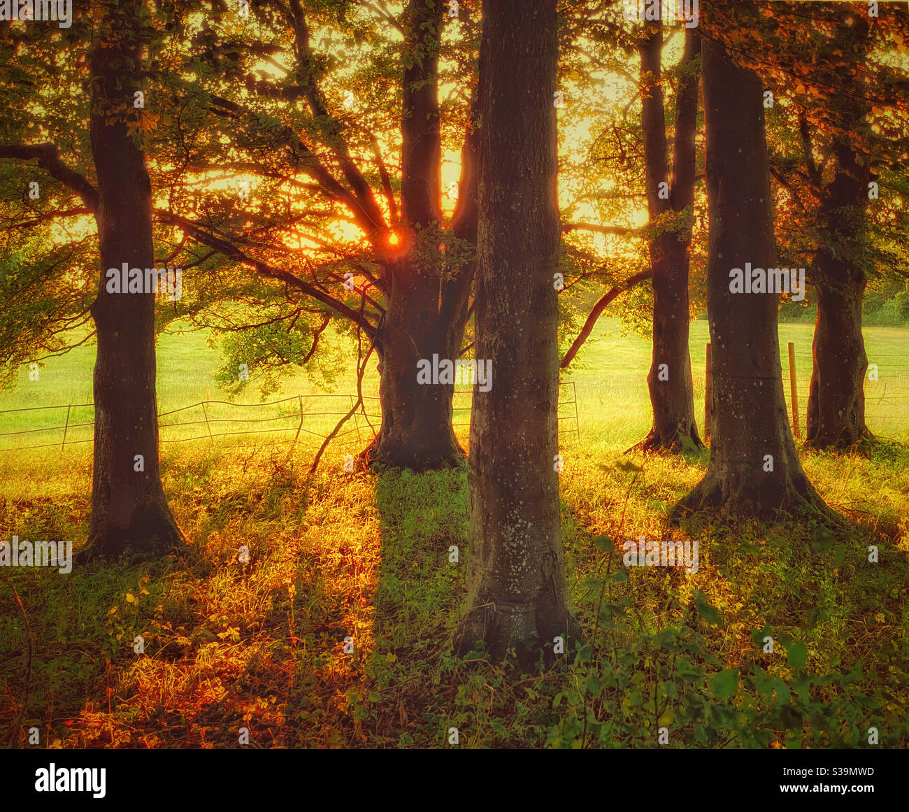 Late afternoon sunset from inside a woodland. The end of summer and the start of autumn. Golden hour. Peaceful. Good feelings. Warmth & happiness. Photo Credit - ©️ COLIN HOSKINS. - Smartphone Captured Stock Image