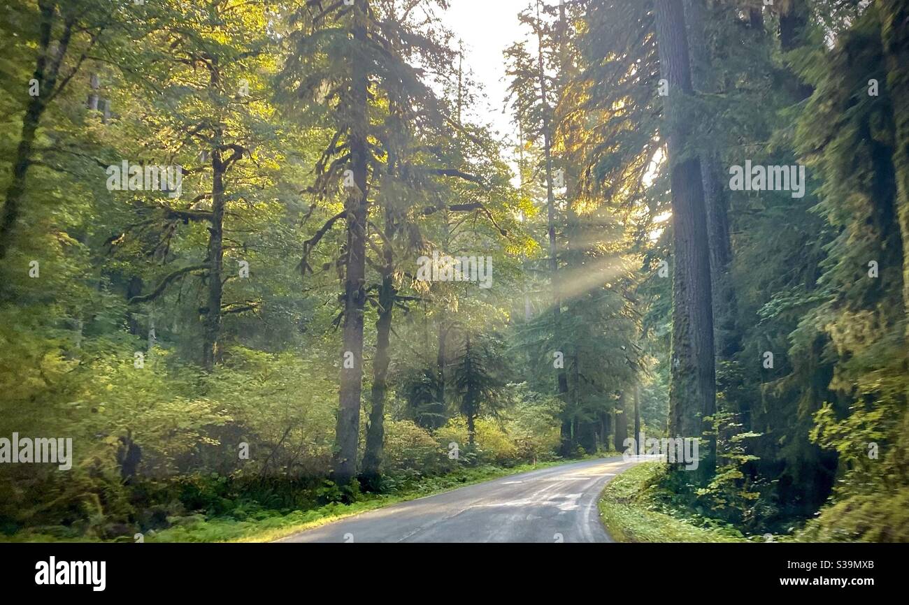 Sunlight streaming through a country road - Smartphone Captured Stock Image