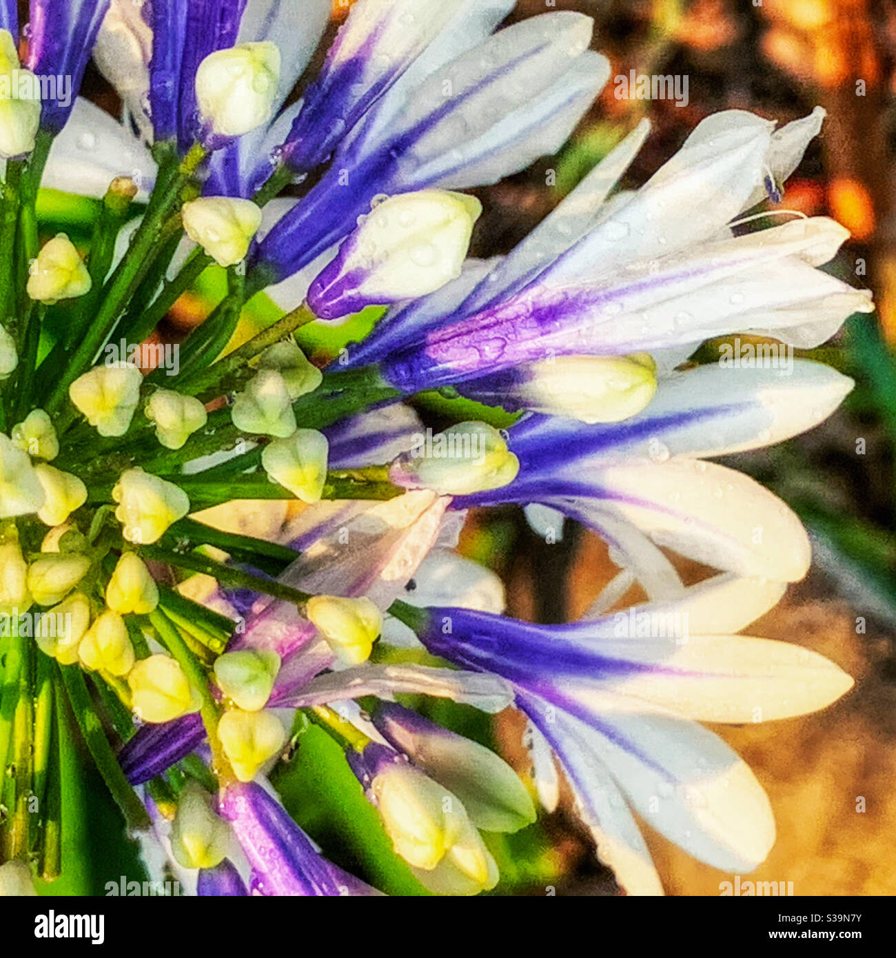 Closeup of white Agapanthus - Smartphone Captured Stock Image