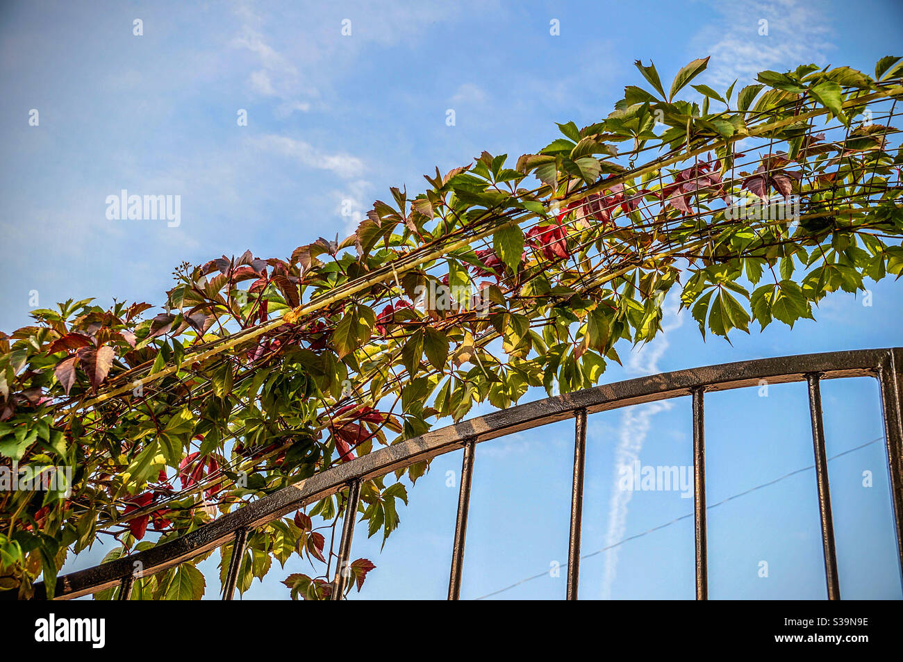 Part of a climbing plant fence - Smartphone Captured Stock Image