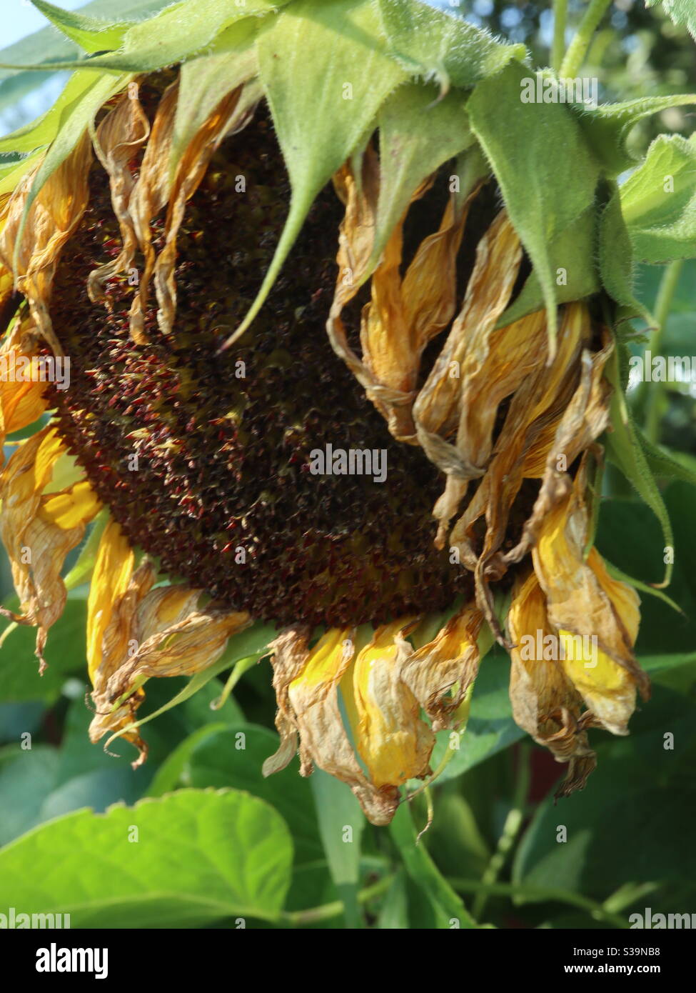 Wilting Common Sunflower at its end Stock Photo