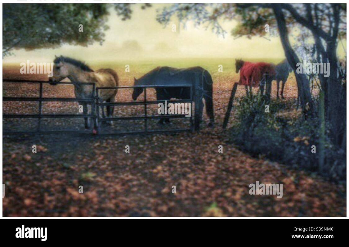 Horses in a landscape. - Smartphone Captured Stock Image