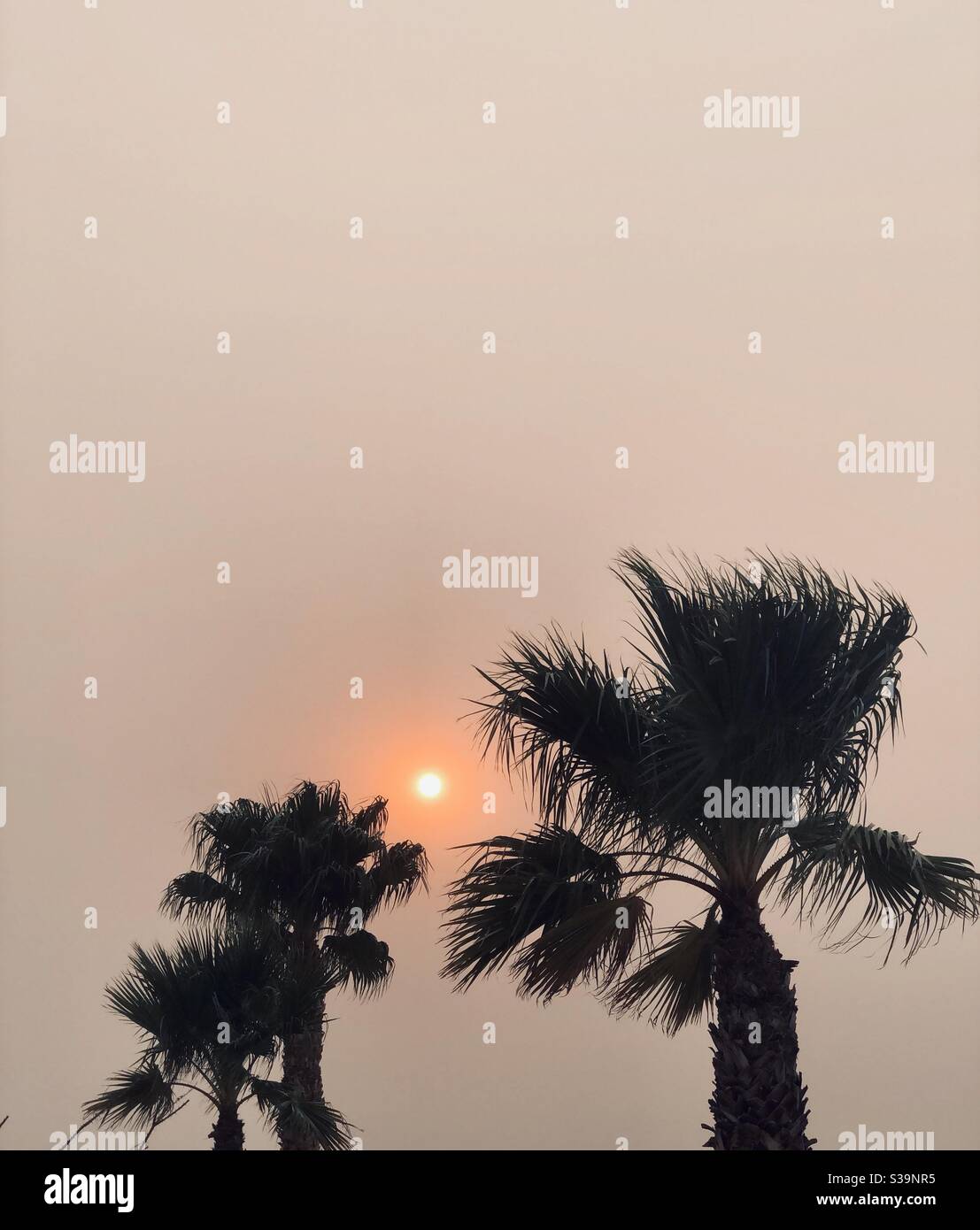 Smoke filled sky, sun set, 2 palm trees, windy evening, fire smoke, CA