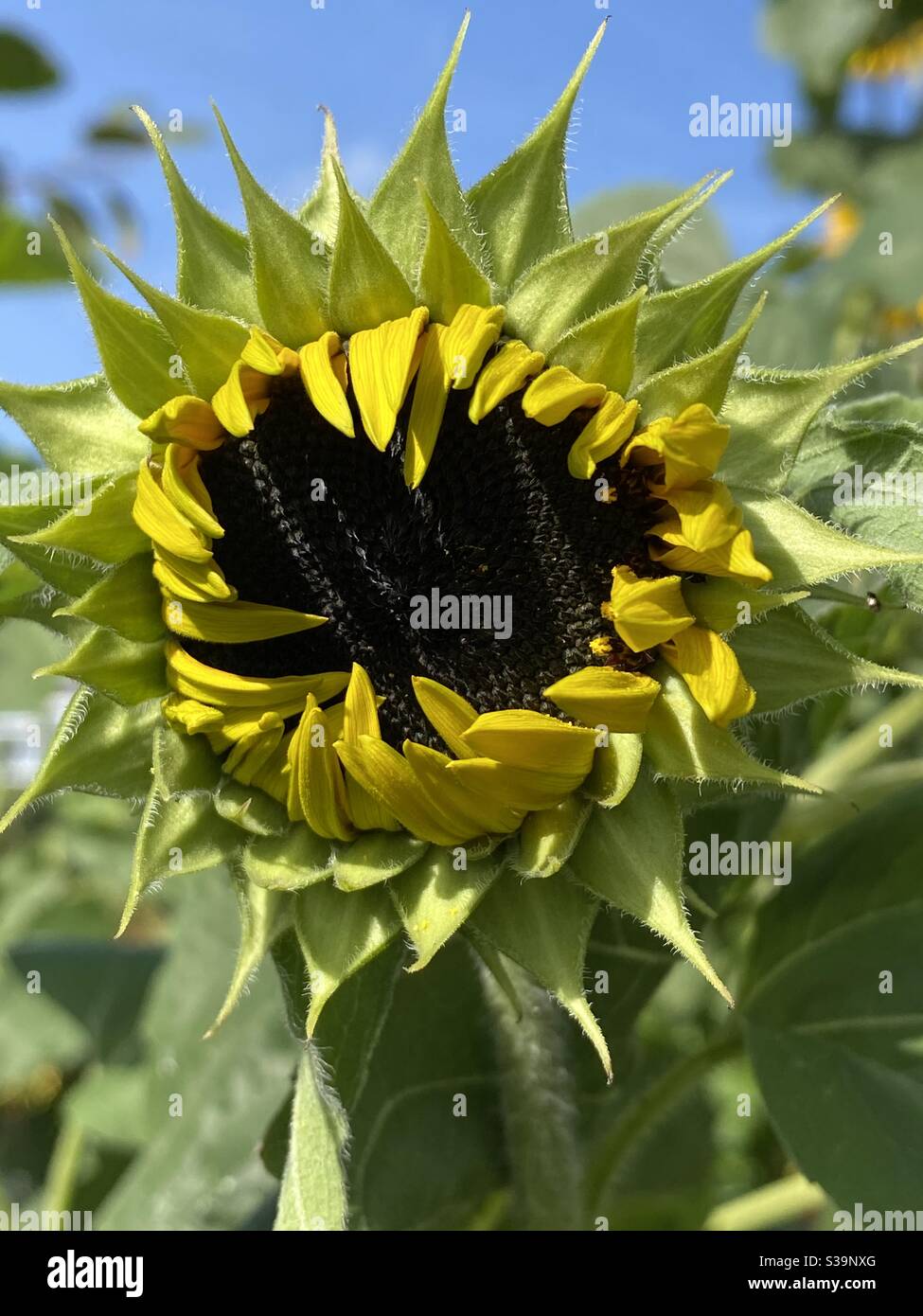 Giant sunflower about to bloom Stock Photo