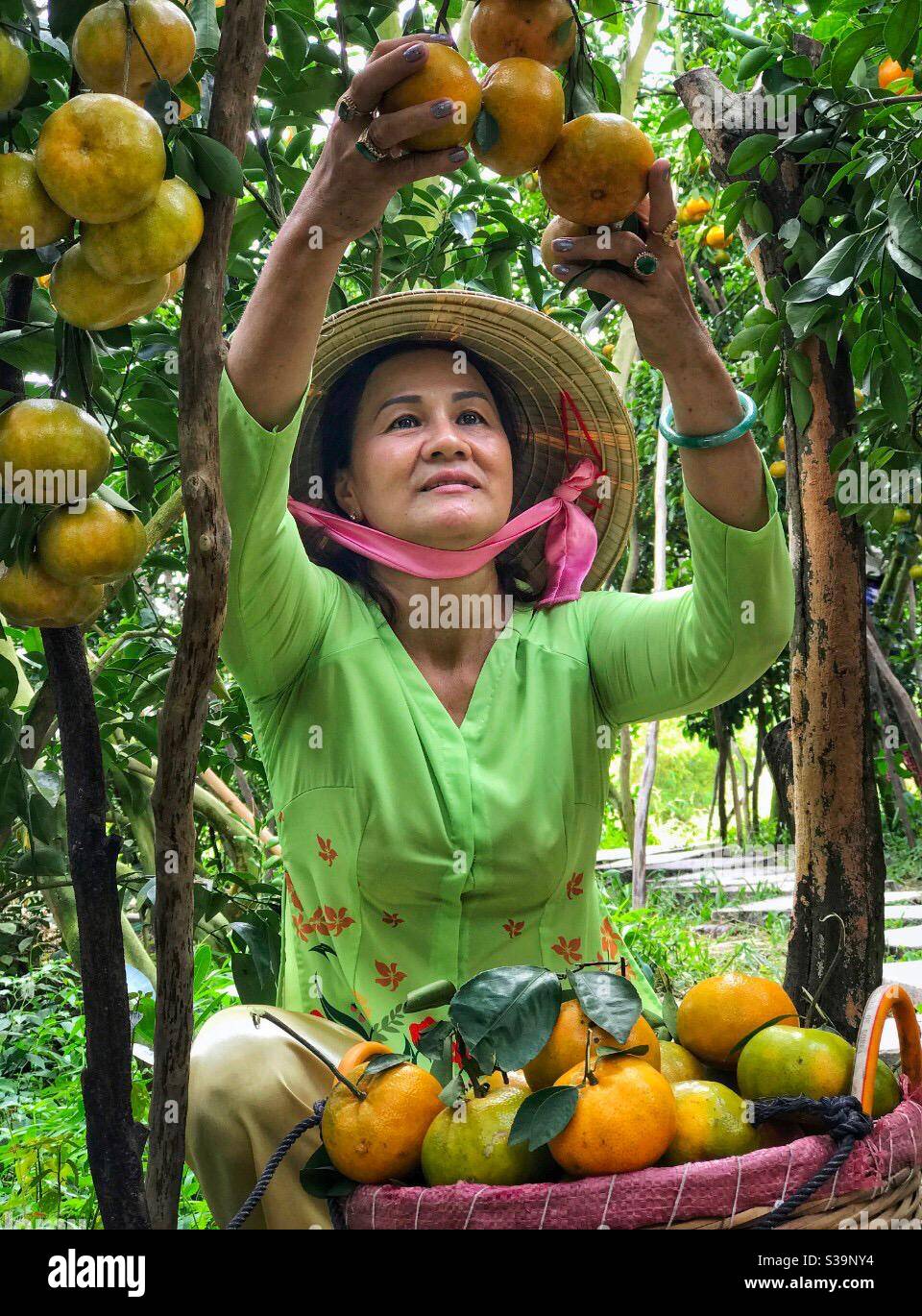 Harvesting persimmon tangerines in Lai Vung, Dong Thap, Vietnam. Stock Photo