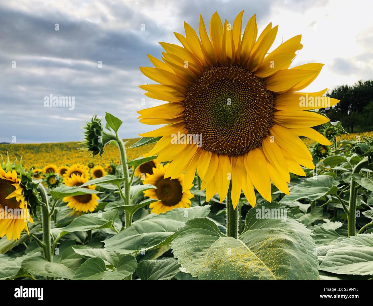 Sunflower early evening with low sun behind clouds - Smartphone Captured Stock Image