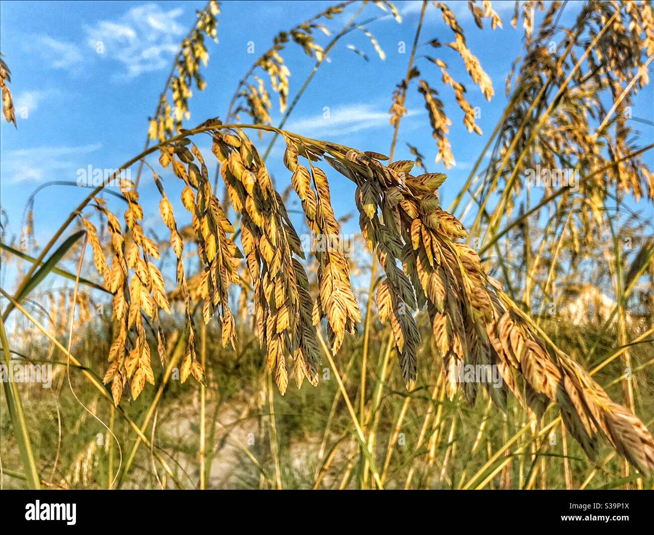 Sea oats on sand dune Stock Photo