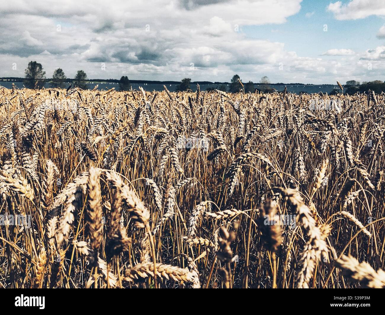 Field Of Wheat ready for Harvest - Smartphone Captured Stock Image