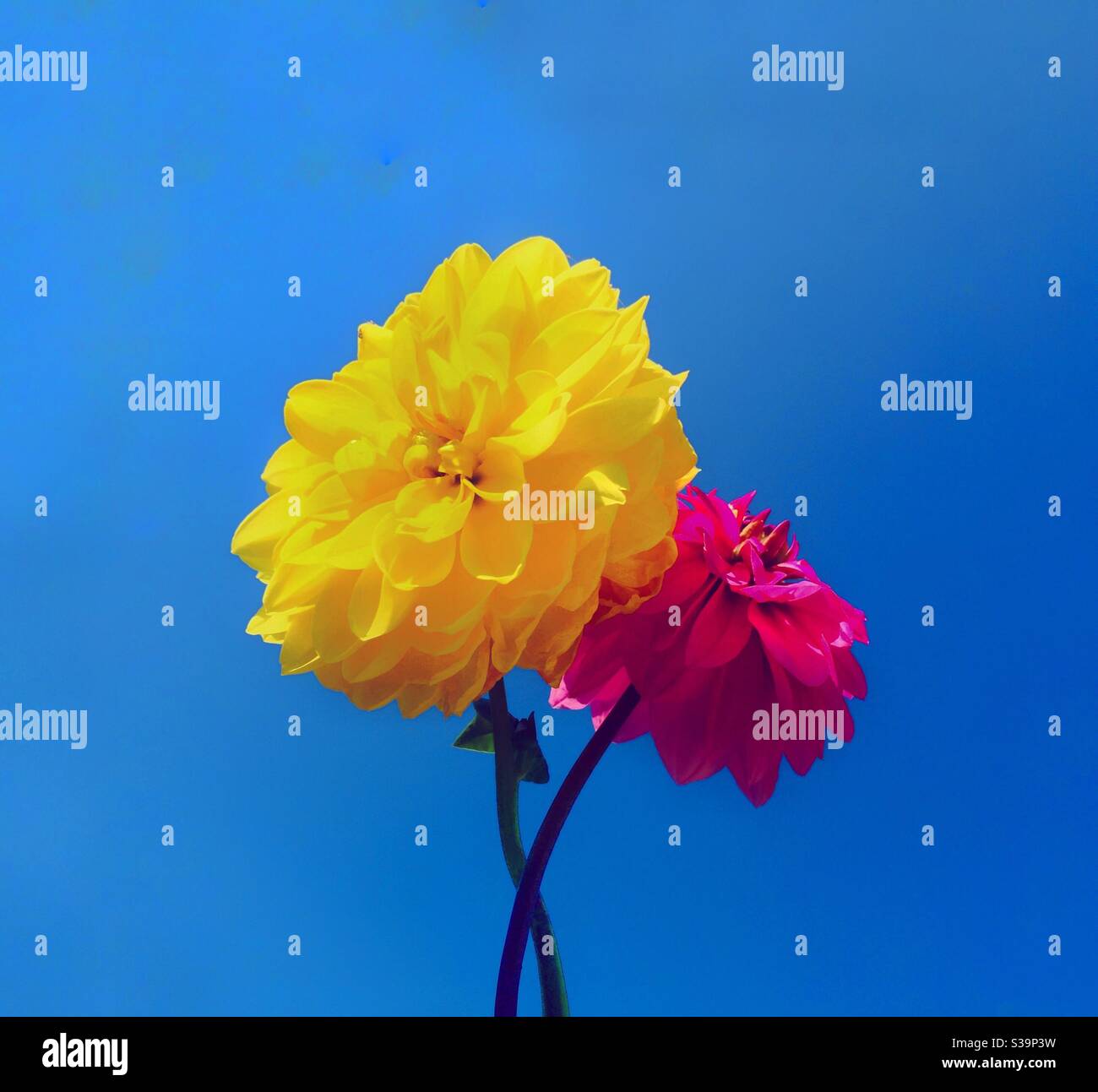 Colourful Dahlia flowers. - Smartphone Captured Stock Image