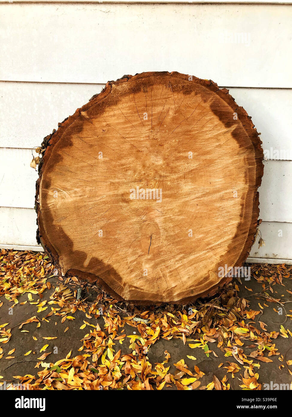 Cross section of tree to demonstrate growth rings - Smartphone Captured Stock Image