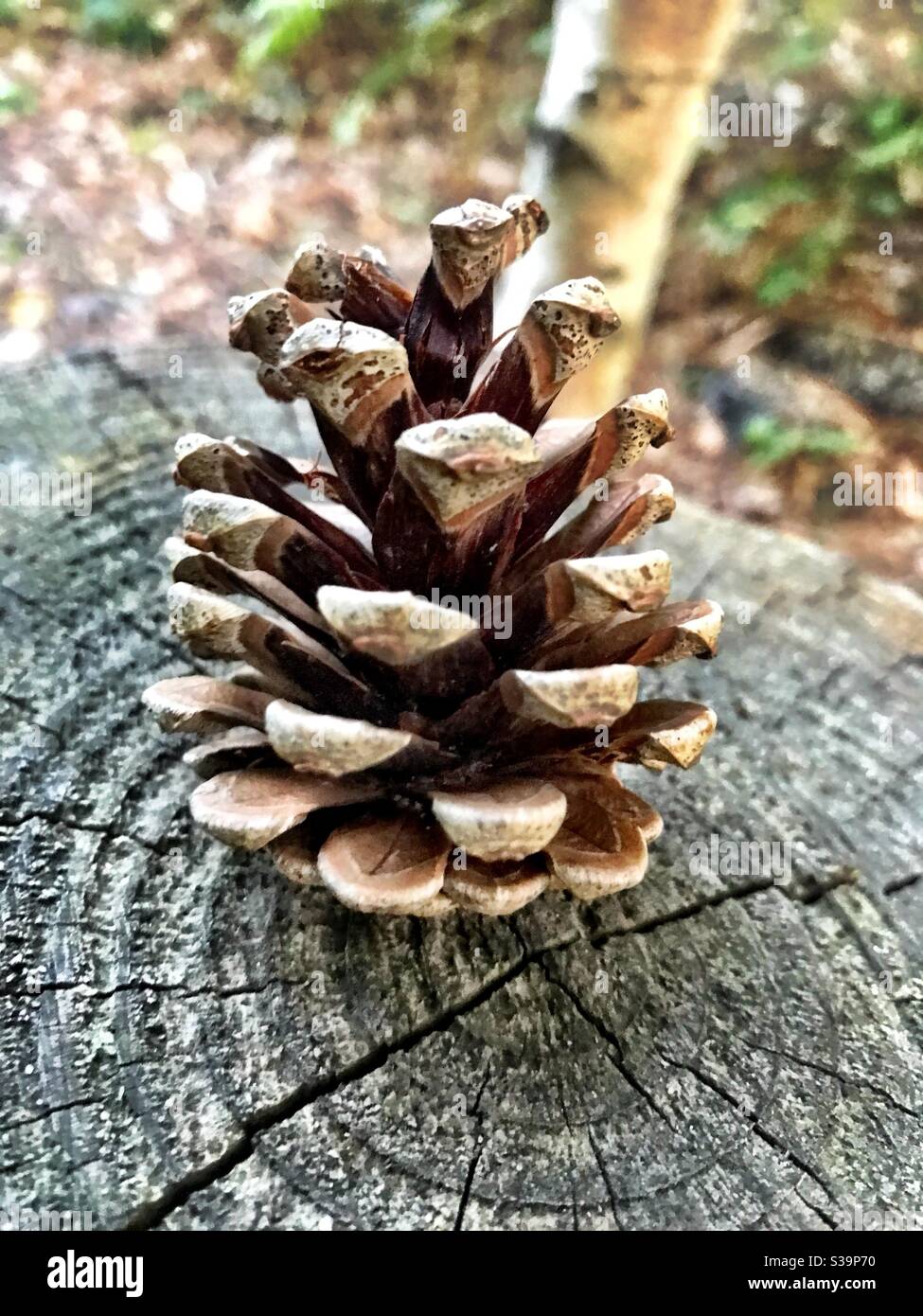 Pine cone - Smartphone Captured Stock Image