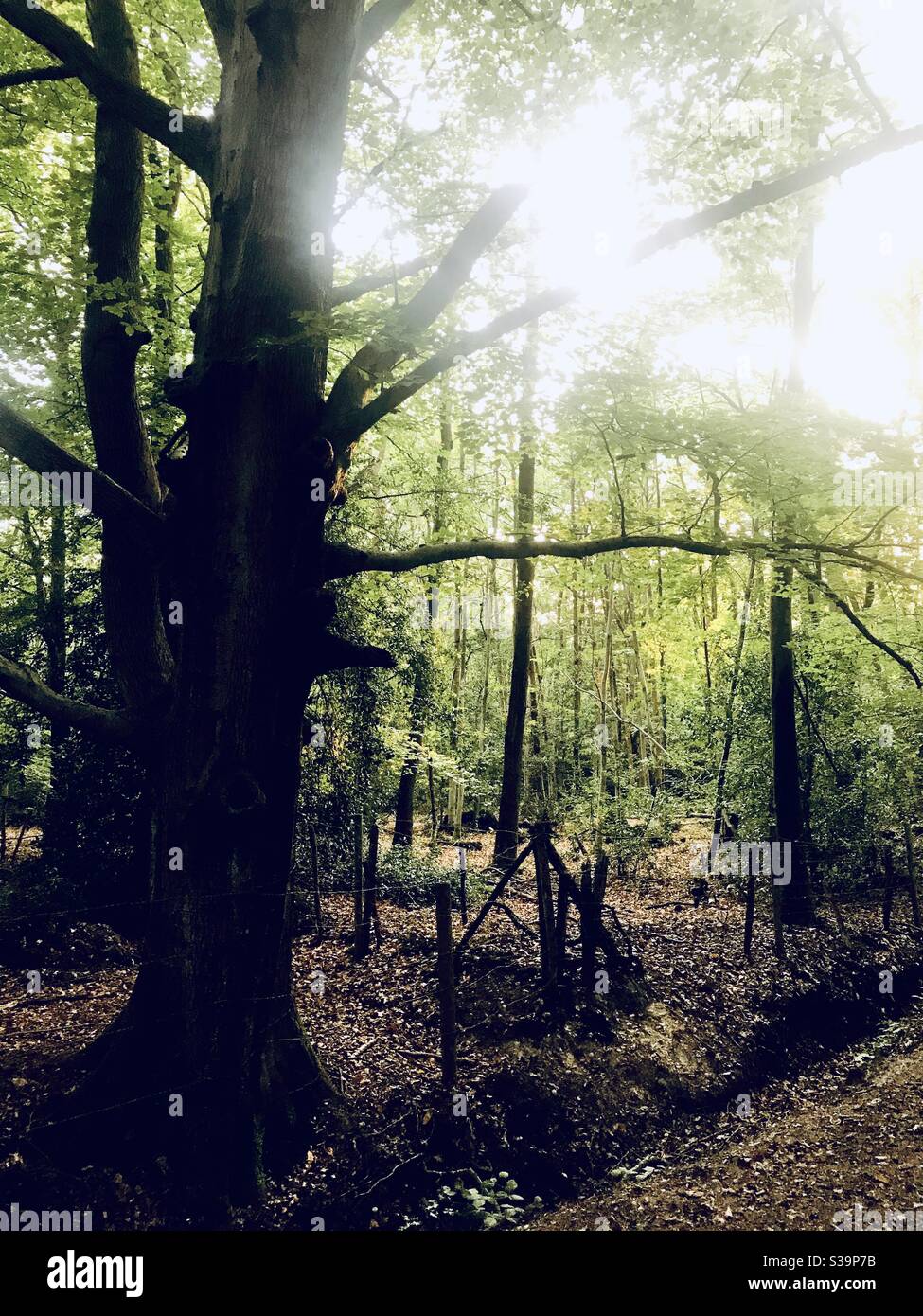 Sunlight through the trees - Smartphone Captured Stock Image