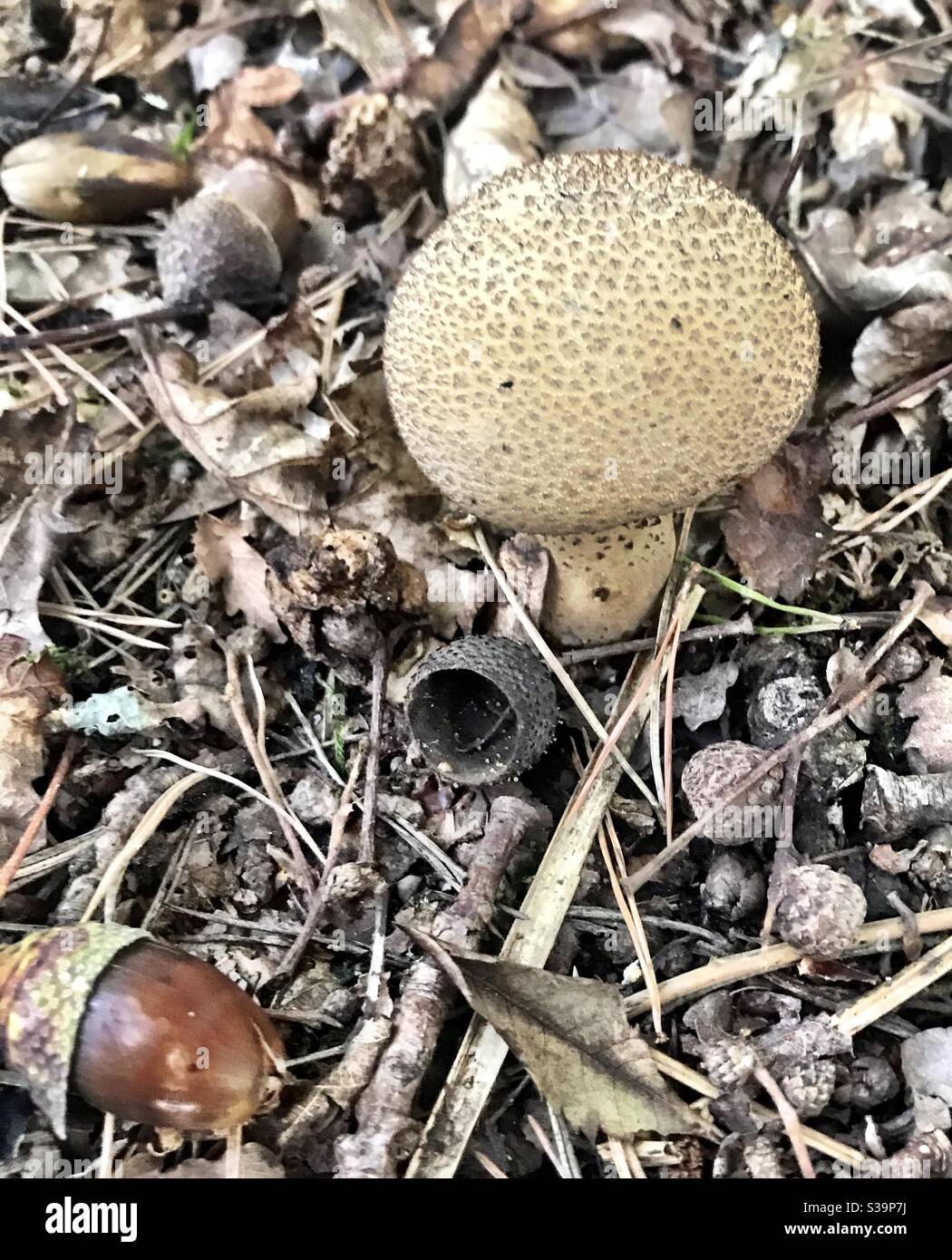 Grey Spotted Amanita wild Mushroom Stock Photo
