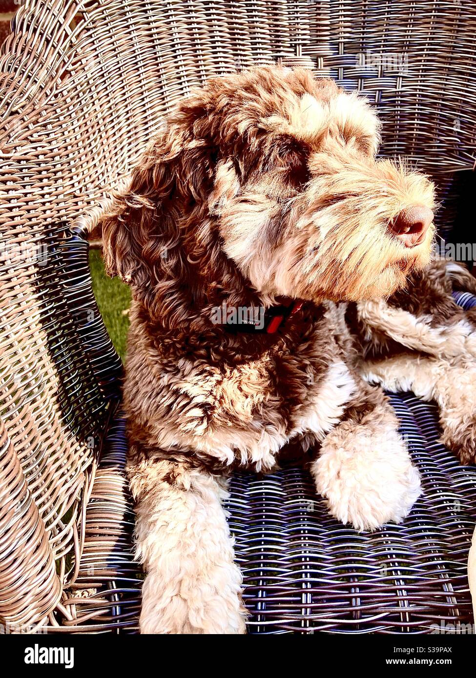 Cockapoo soaking up the sun - Smartphone Captured Stock Image