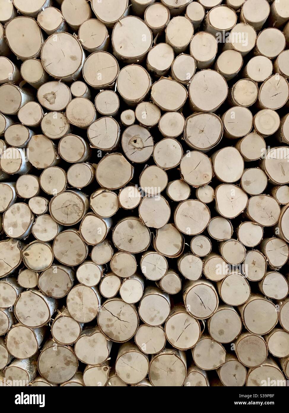 Detail of a decorative wall of cut birch trees. - Smartphone Captured Stock Image