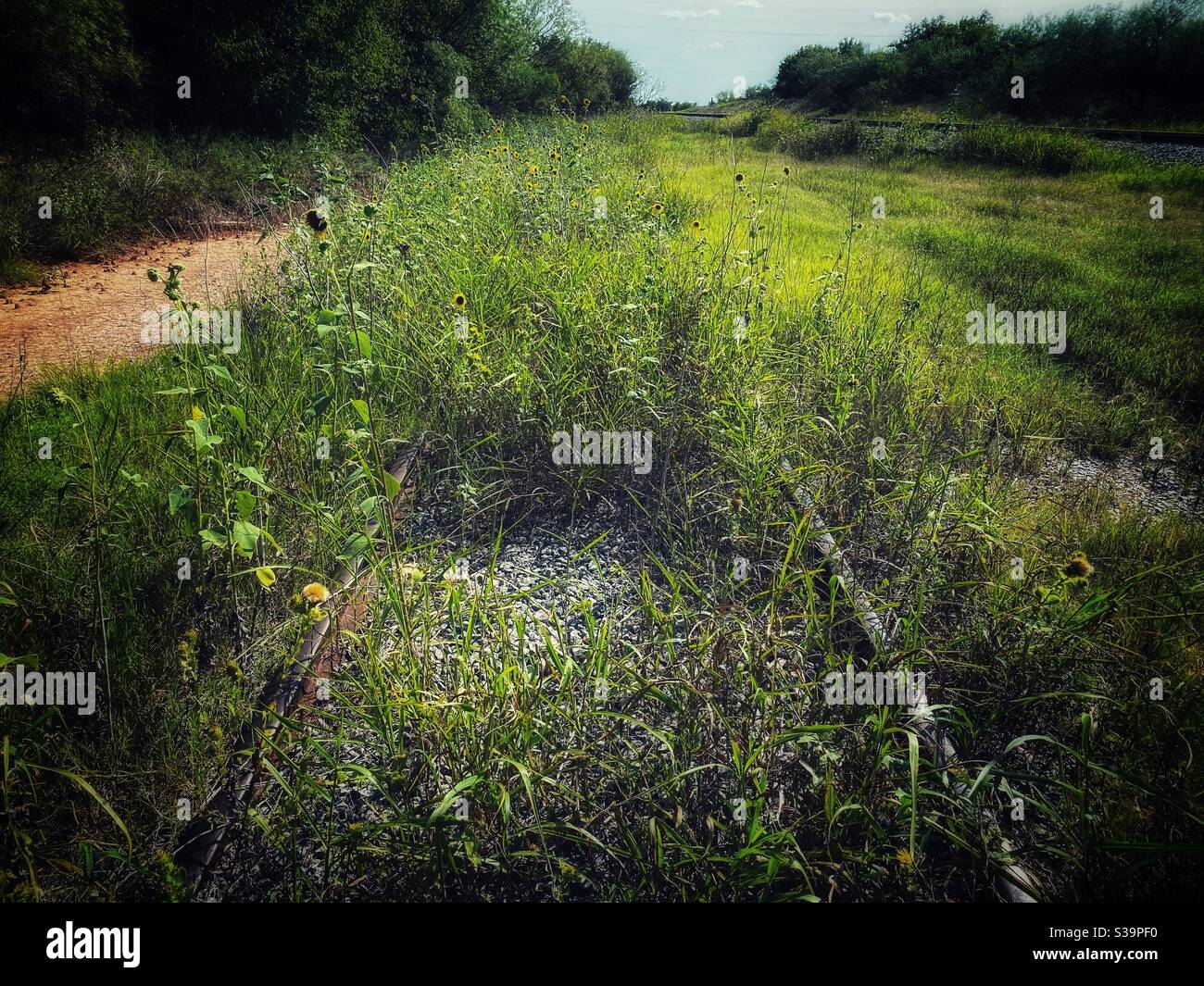 Abandoned railroad overgrown weeds hi-res stock photography and images ...