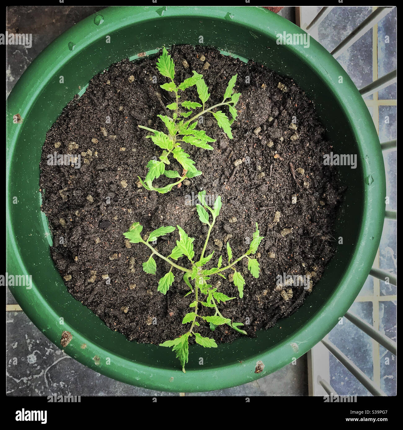Tomato seedlings in pot Stock Photo Alamy