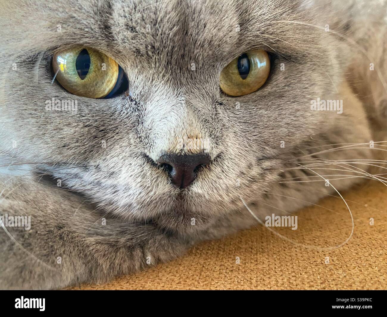 Home cat closeup with innocent face Stock Photo