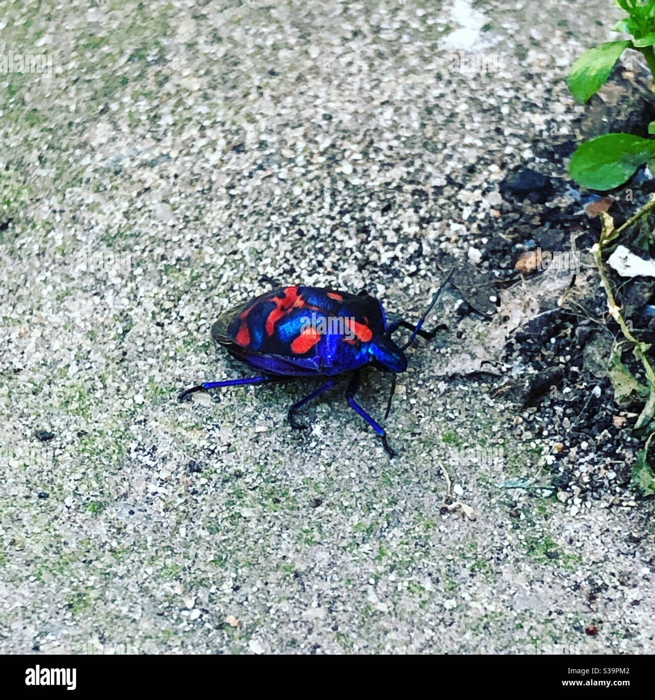 christmas beetle sits in the sun on the concrete Stock Photo