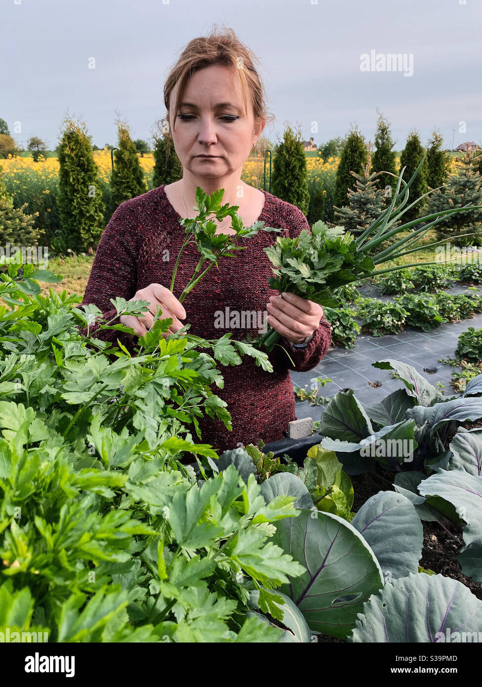 Woman picking the vegetables, working in a home garden in the backyard. Candid people, real moments, authentic situations - Smartphone Captured Stock Image