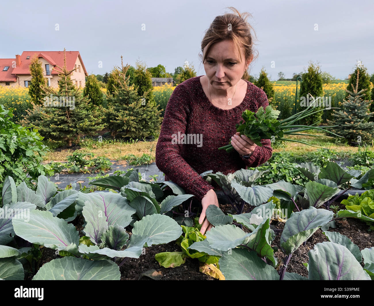 Woman picking the vegetables, working in a home garden in the backyard. Candid people, real moments, authentic situations - Smartphone Captured Stock Image