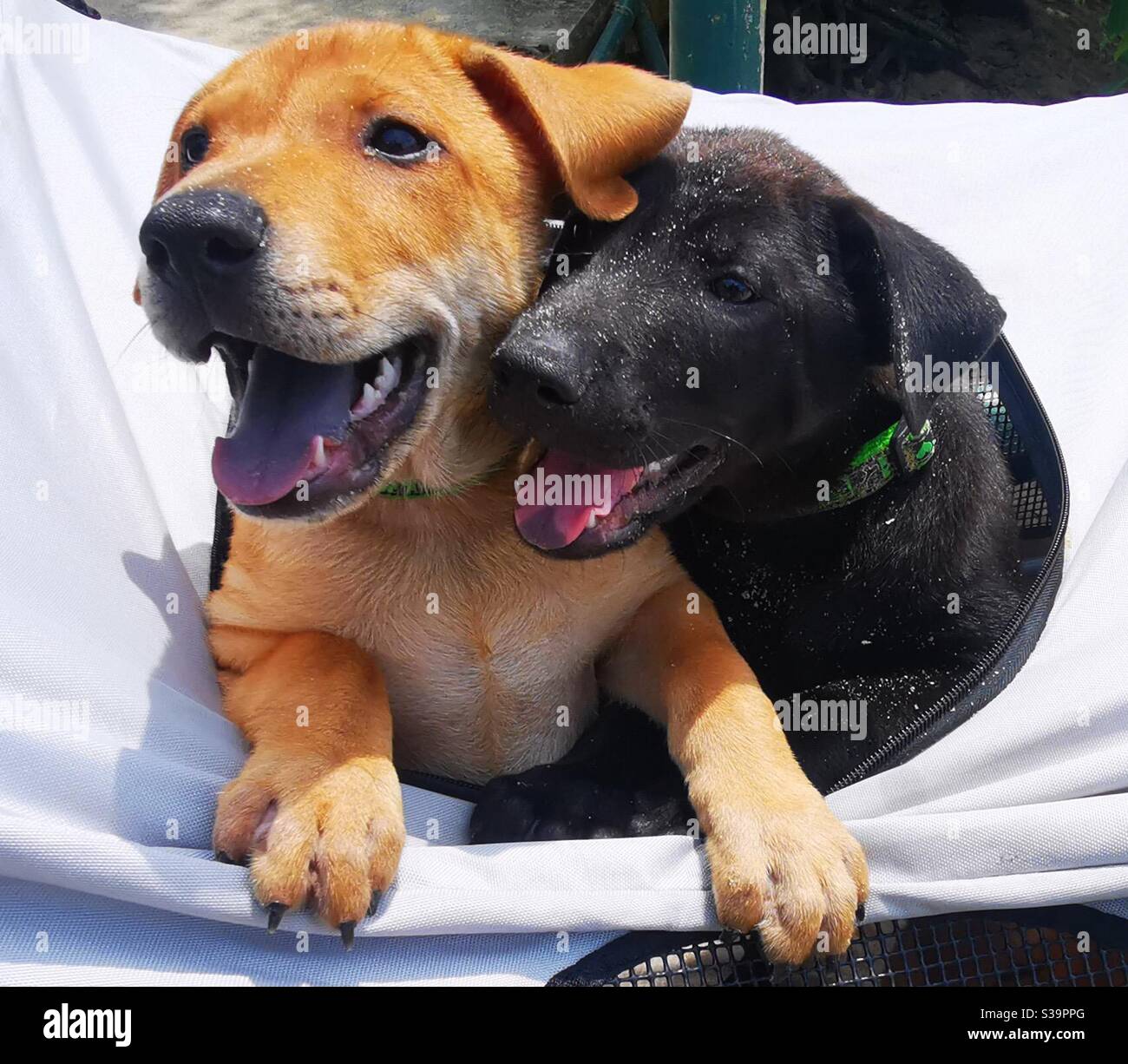 Cute puppies. - Smartphone Captured Stock Image Cute puppies. - Smartphone Captured Stock Image