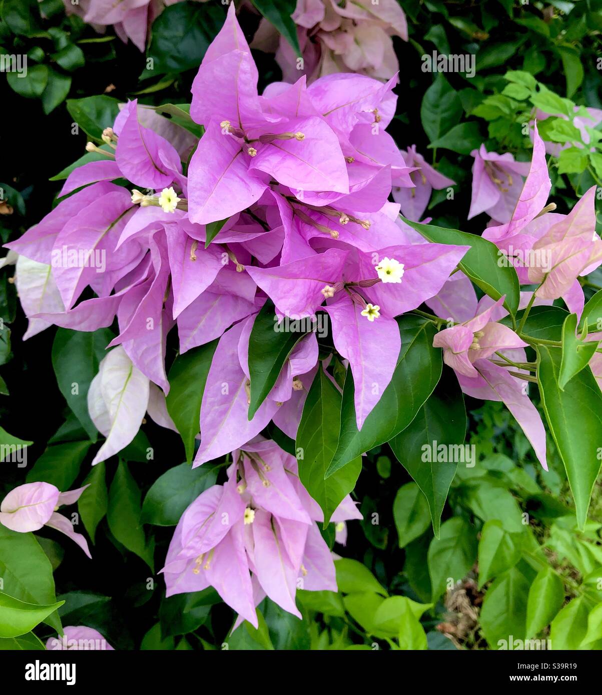 Lavender Bougainvillea climbing plant Stock Photo - Alamy