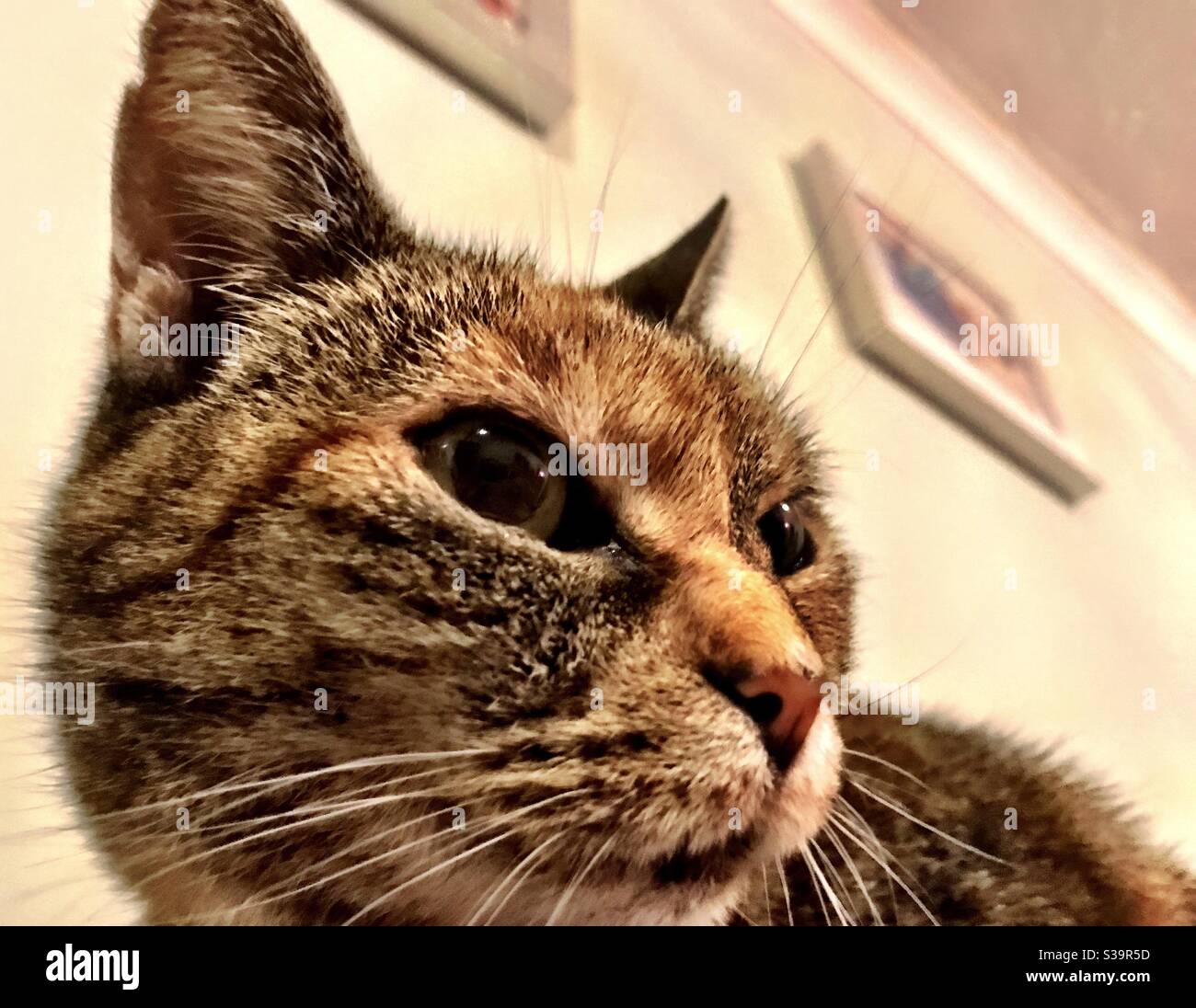 Curious cat - Smartphone Captured Stock Image