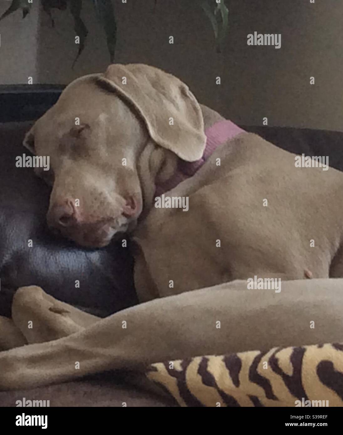 Weinmarana Sleeping dog Stock Photo
