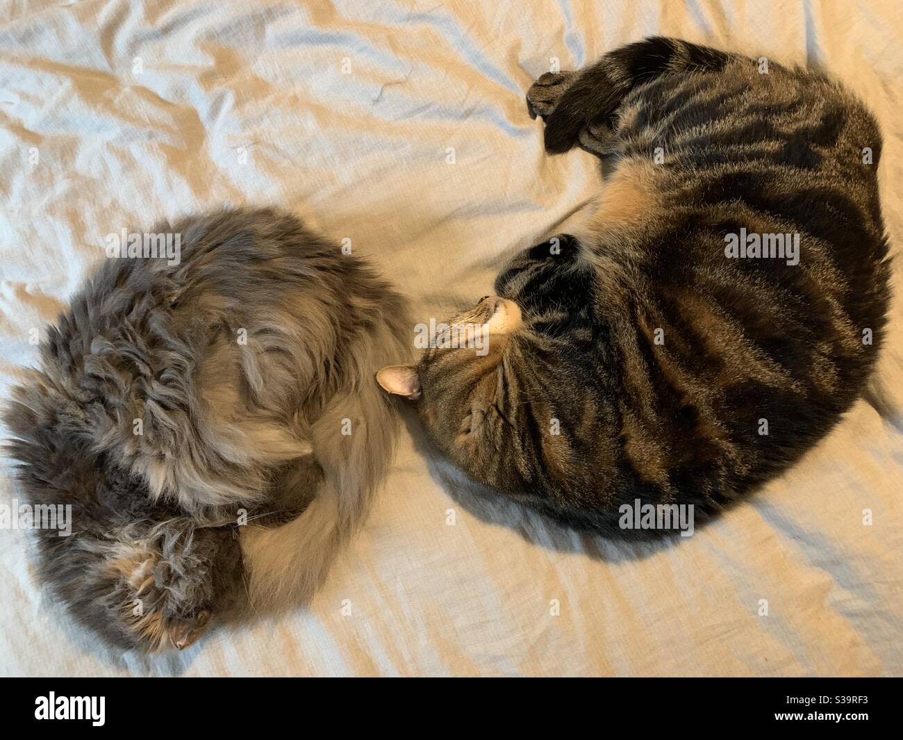 Besties hi-res stock photography and images - Alamy