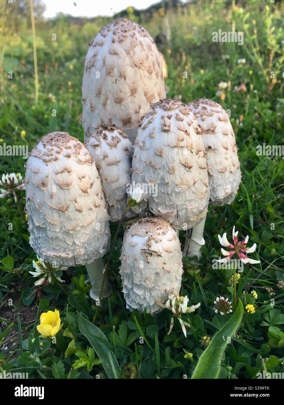 A group of Coprinus comatus, the shaggy ink cap, lawyer's wig, or shaggy mane mushroom Stock Photo