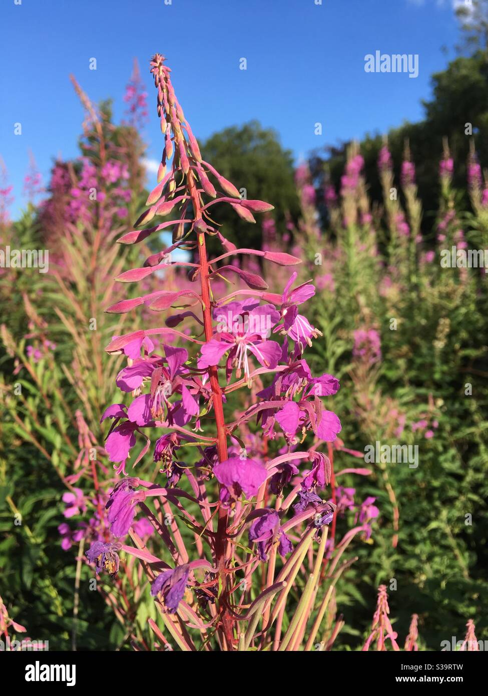 The pink flowers of wild Fireweed (Rosebay Willowherb) plants in a summer meadow Stock Photo