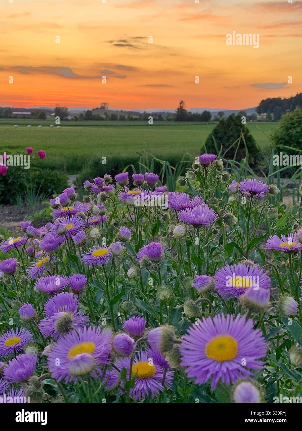 Violet aster flowers at sunset Stock Photo