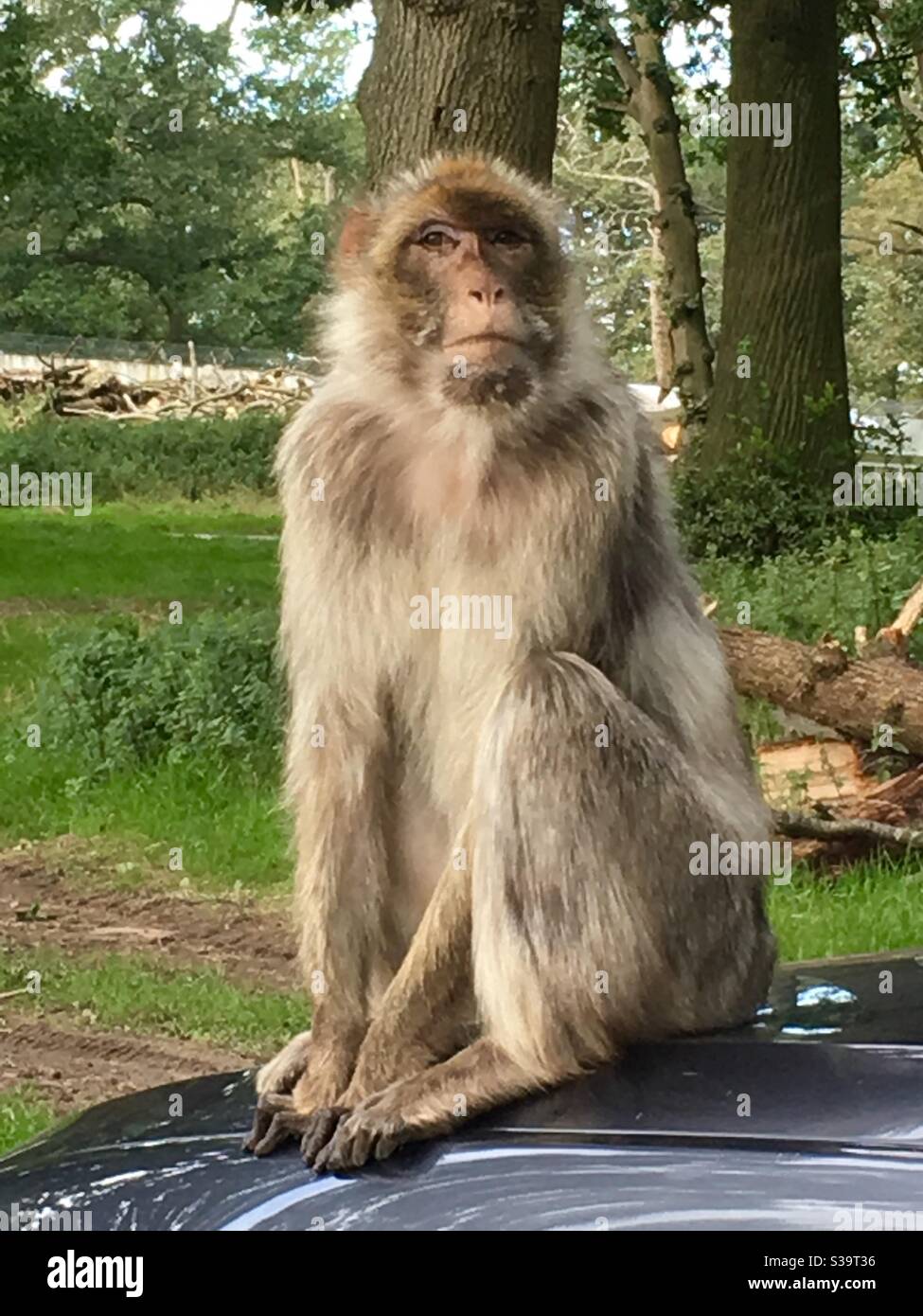 Peru, Chiclayo, Witchcraft, Shaman market. Spider monkey Stock Photo - Alamy