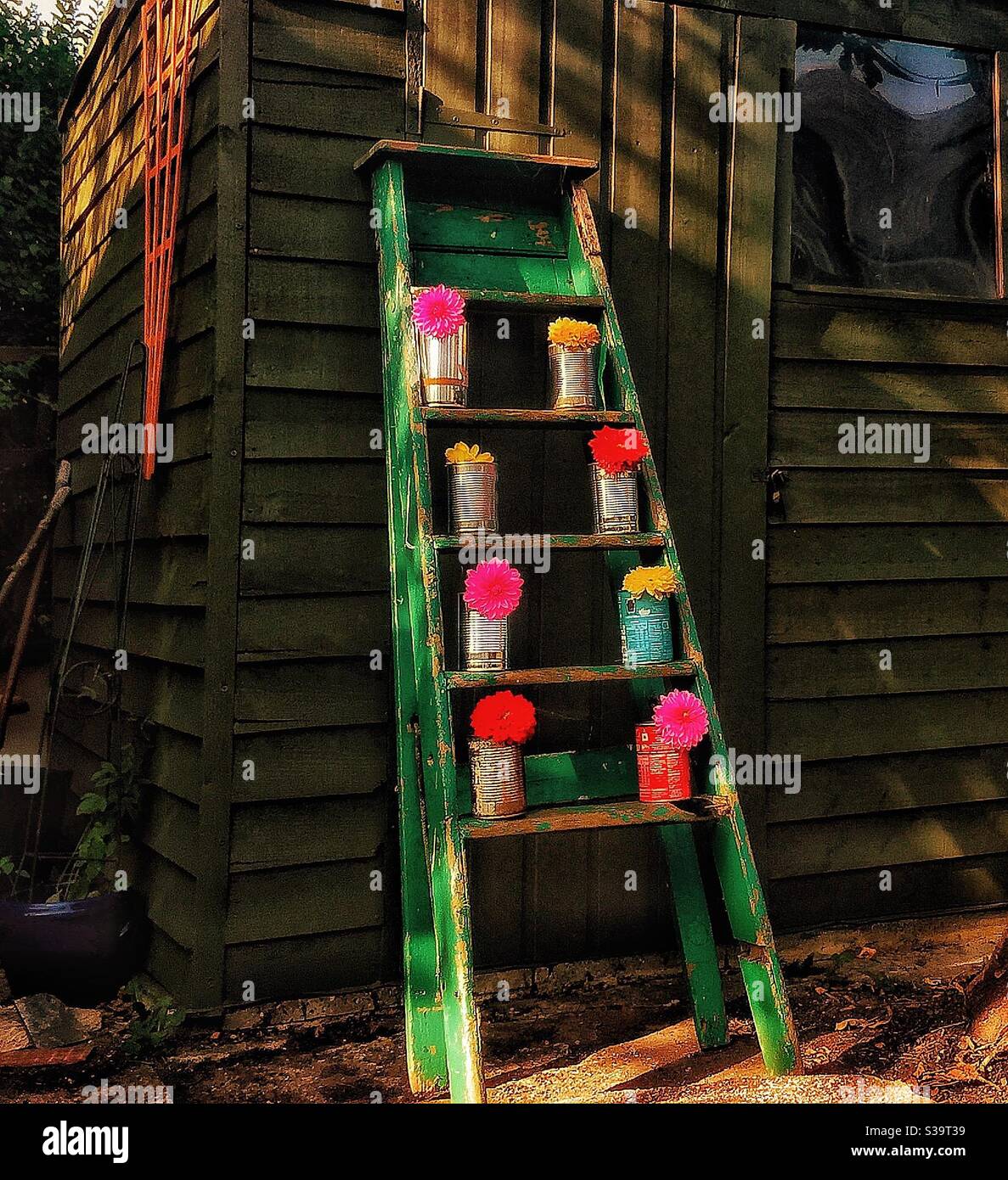 Old wooden ladder decorated with flowers in tin cans. Stock Photo