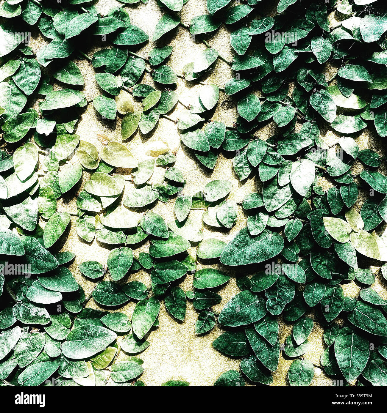 Green, vine, leaves Belton House, Grantham Stock Photo Alamy